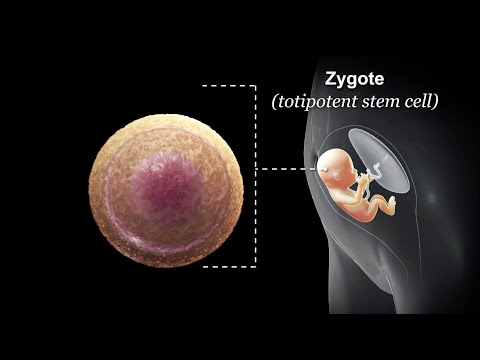 stem cell