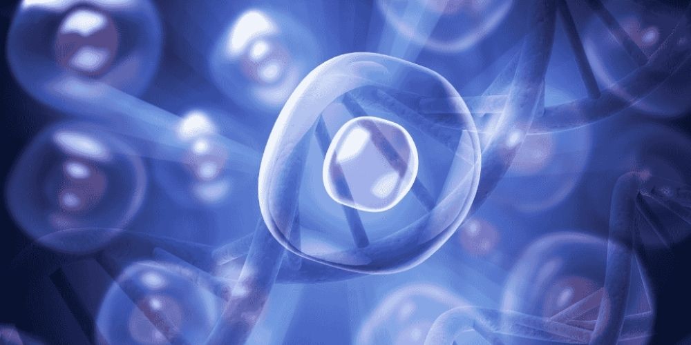 Stem cells